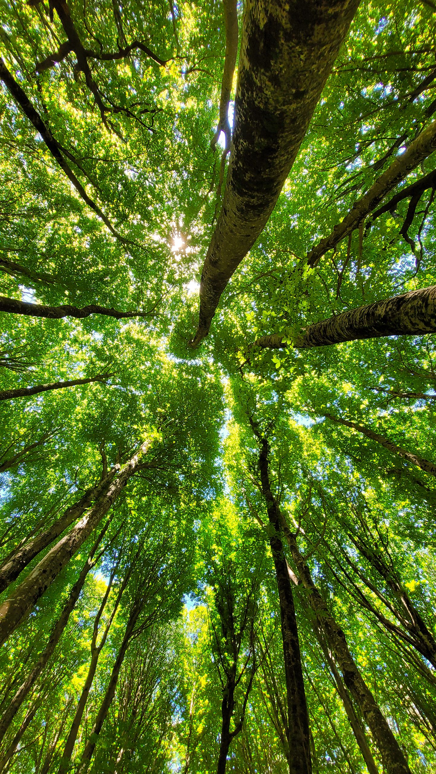 Gestión ambiental y sostenibilidad - Genelim Ltda